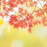 京都嵐山の紅葉名所スポット！絶対に行っておきたいおすすめ8選！