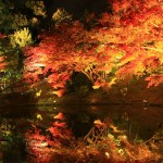 京都高台寺の紅葉ライトアップの期間は？混雑を避けるおすすめ情報！