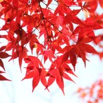 高尾山の紅葉、見ごろ時期とおすすめハイキングコース情報！