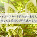 山梨でシャインマスカット狩りが出来る人気の農園おすすめ7選！8月に楽しめる農園や予約が出来る場所も！