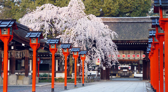 平野神社の桜の見ごろやライトアップとおすすめカフェ レストラン5選