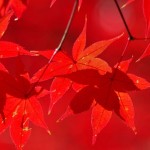 奈良の紅葉が楽しめるおすすめの観光名所7選！