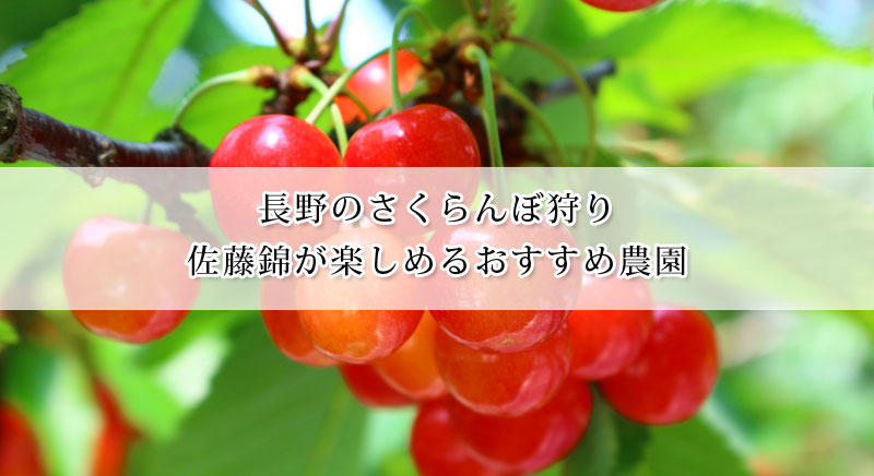 長野で佐藤錦のさくらんぼ狩りが楽しめる農園おすすめ7選