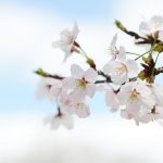 明石公園の桜見ごろは？アクセスや駐車場、おすすめの明石焼き情報！