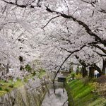哲学の道の桜の見頃は？アクセス方法やおすすめカフェ情報もご紹介！
