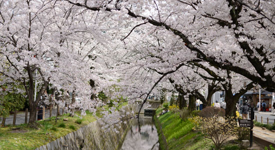 哲学の道の桜の見頃は アクセス方法やおすすめカフェ情報もご紹介