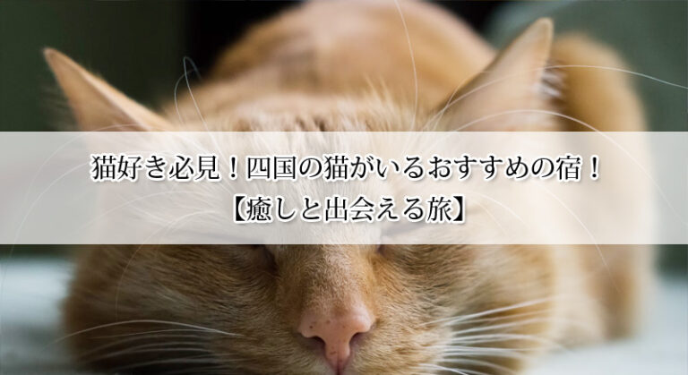 猫好き必見!四国の猫がいる宿おすすめ5選【癒しと出会える旅】